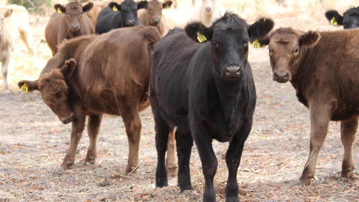 Minitube Australia’s Dr Bruno Martinez discusses artificial insemination programs at Farmwest Discovery