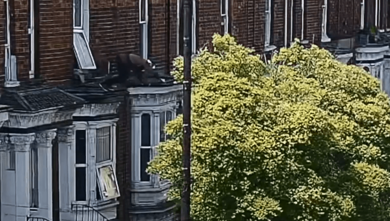 Moment kidnap victim jumps into tree from first-floor window & flags down cops… before gang arrested at gunpoint
