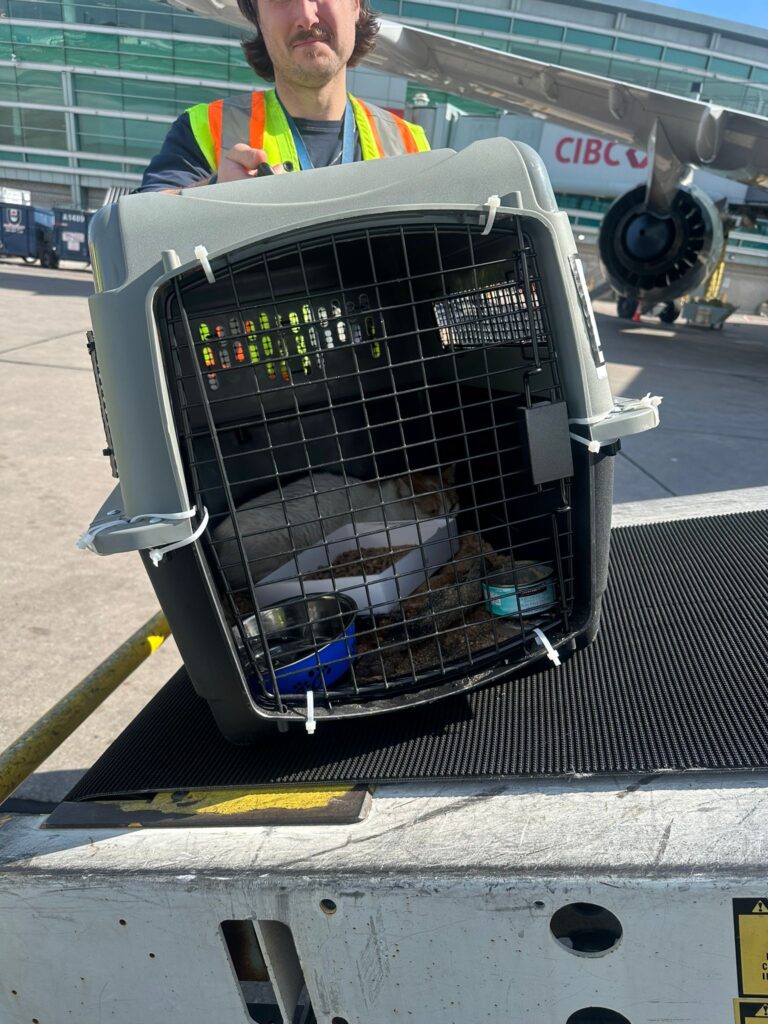 Montrealer reunited with cat after 16-day separation at Toronto Pearson airport