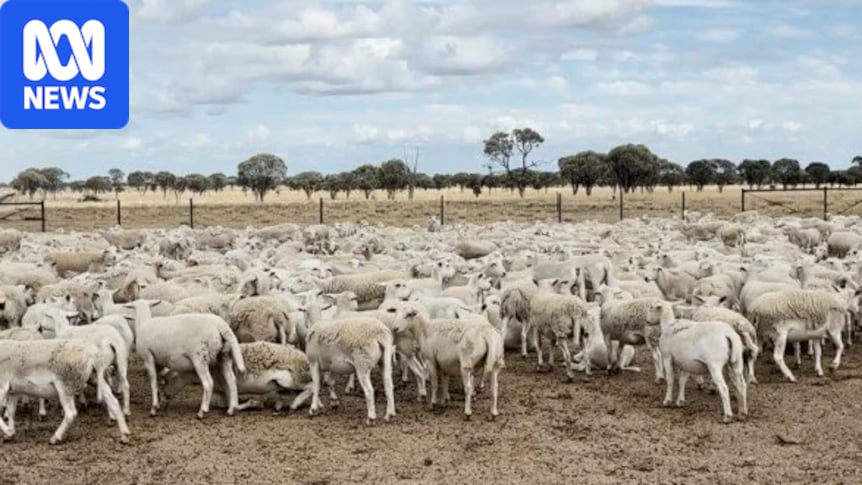 More than 5,000 sheep worth $1.7m stolen from property in rural Qld