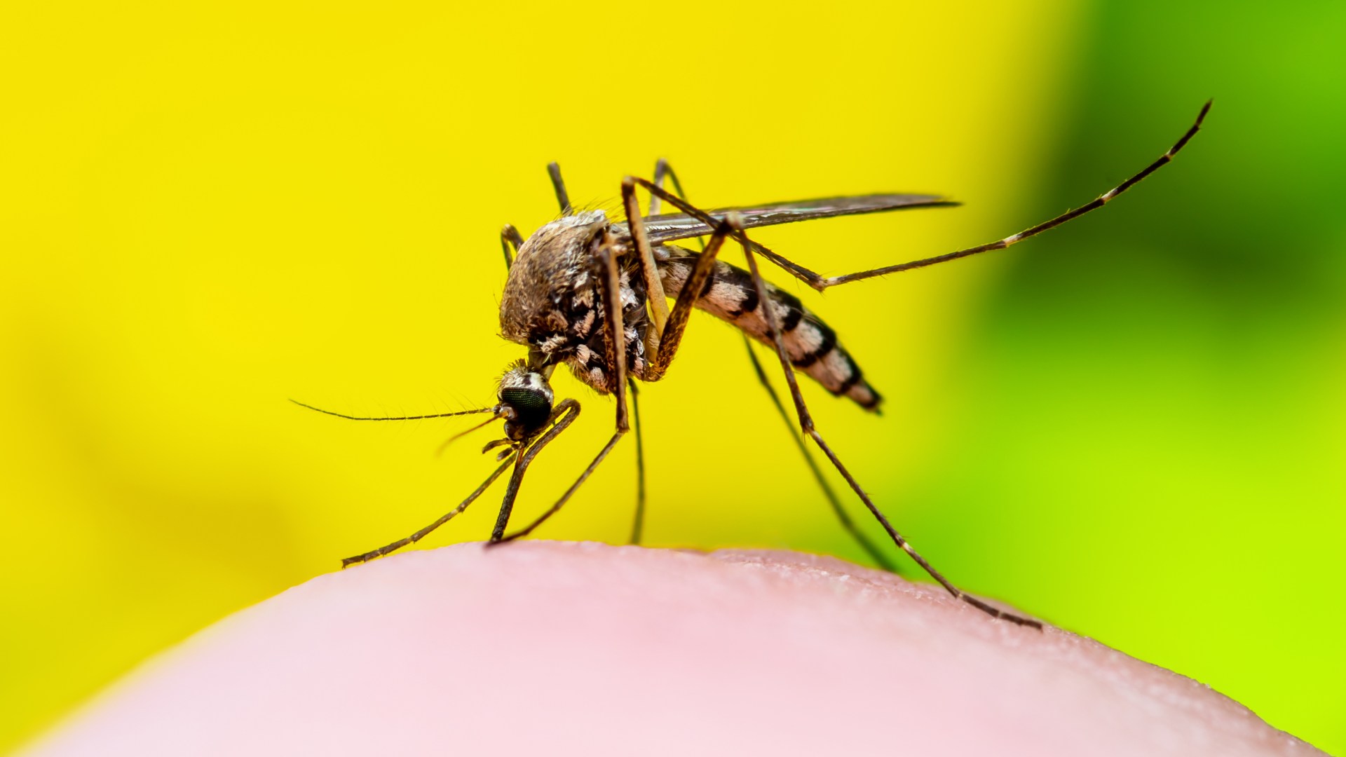 Mosquito-proof your bedroom with 50p DIY ‘trap’ – as dengue-spreading species found breeding in UK homes for first time