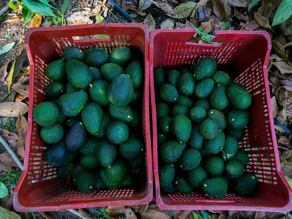 Most avocado-oil products are adulterated with other, cheaper oils, study finds