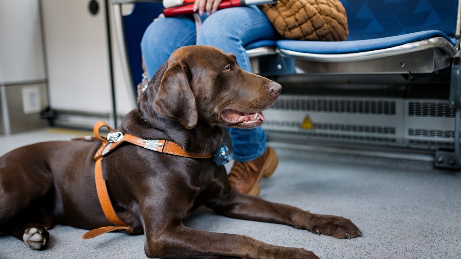 NTA proposes improved access for pets on public transport