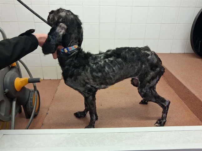 Neglected dog hadn’t been fed for weeks and was found covered in faeces