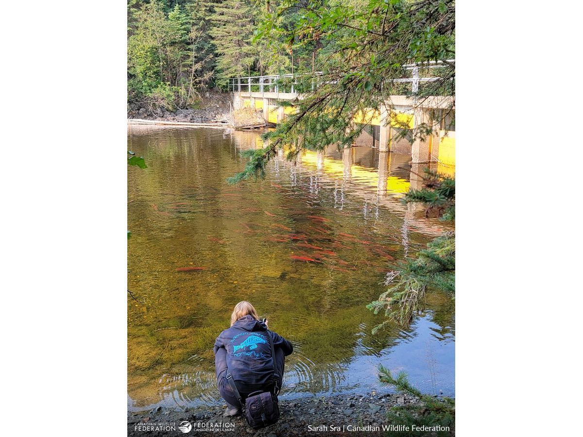 New App Encourages Canadians to Explore Aquatic Barriers Blocking Fish Migration