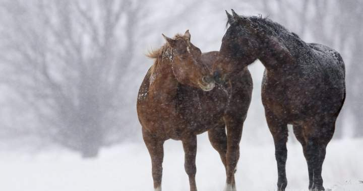 New Brunswick horse virus scare shows need for public large-animal care, says vet