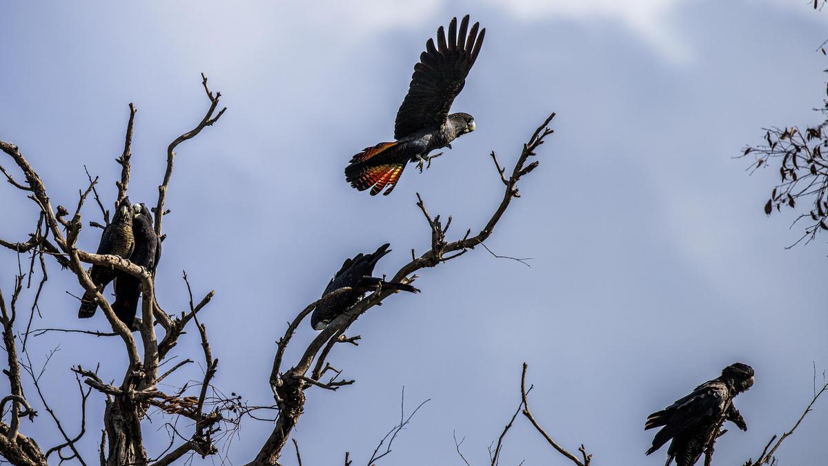 New South West black cockatoo recovery working group to be formed to drive conservation of iconic birds