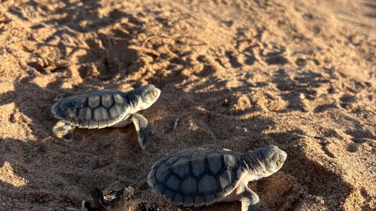 New trial aims to keep turtle nests cool at Cemetery Beach