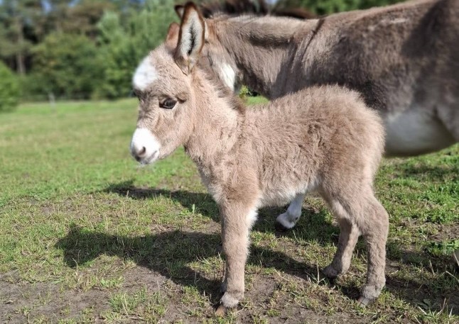 Newborn donkey tortured and killed before body dumped in paddock