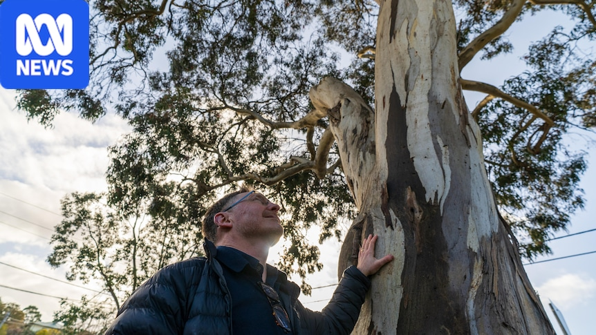 Nick Rogers's leafy suburb is ground zero in Australia's battle over trees