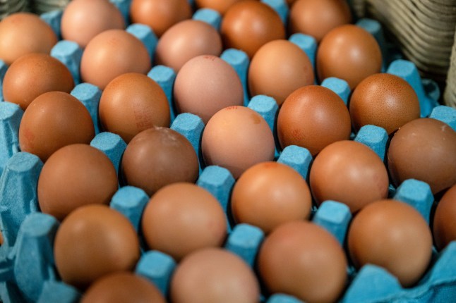 Number of Salmonella cases linked to imported eggs rises to 528