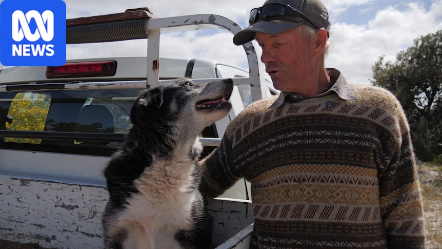 Old working dogs refuse to be put out to pasture