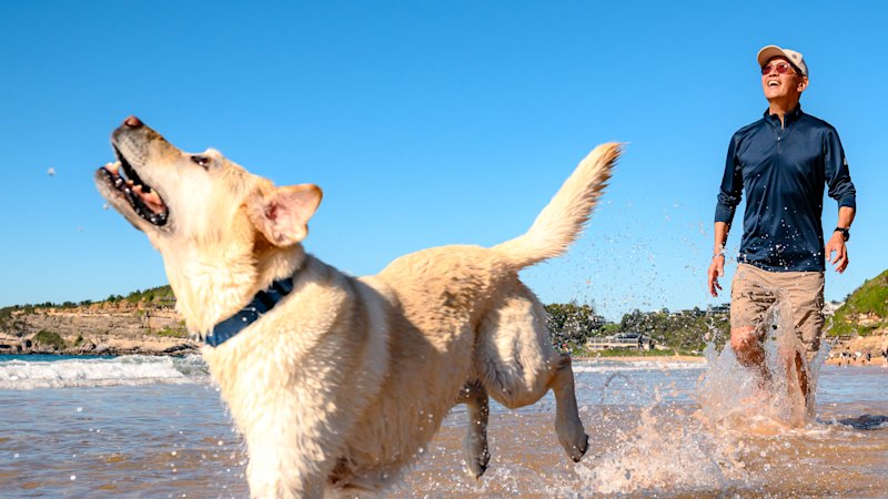 One beach, two camps: The fight over Sydney’s off-leash dogs