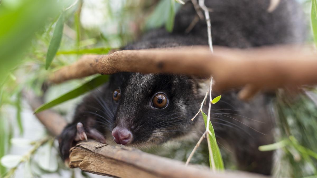 Ongoing citizen science project sees some success with possum counts rising in this year’s Ringtail Tally