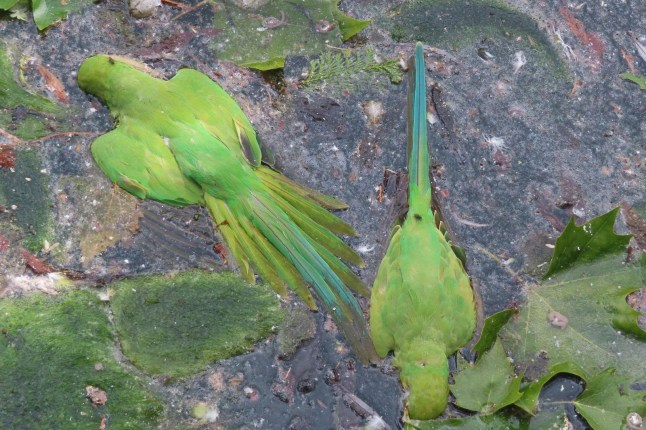 Parakeets shot and killed with catapults in southeast London