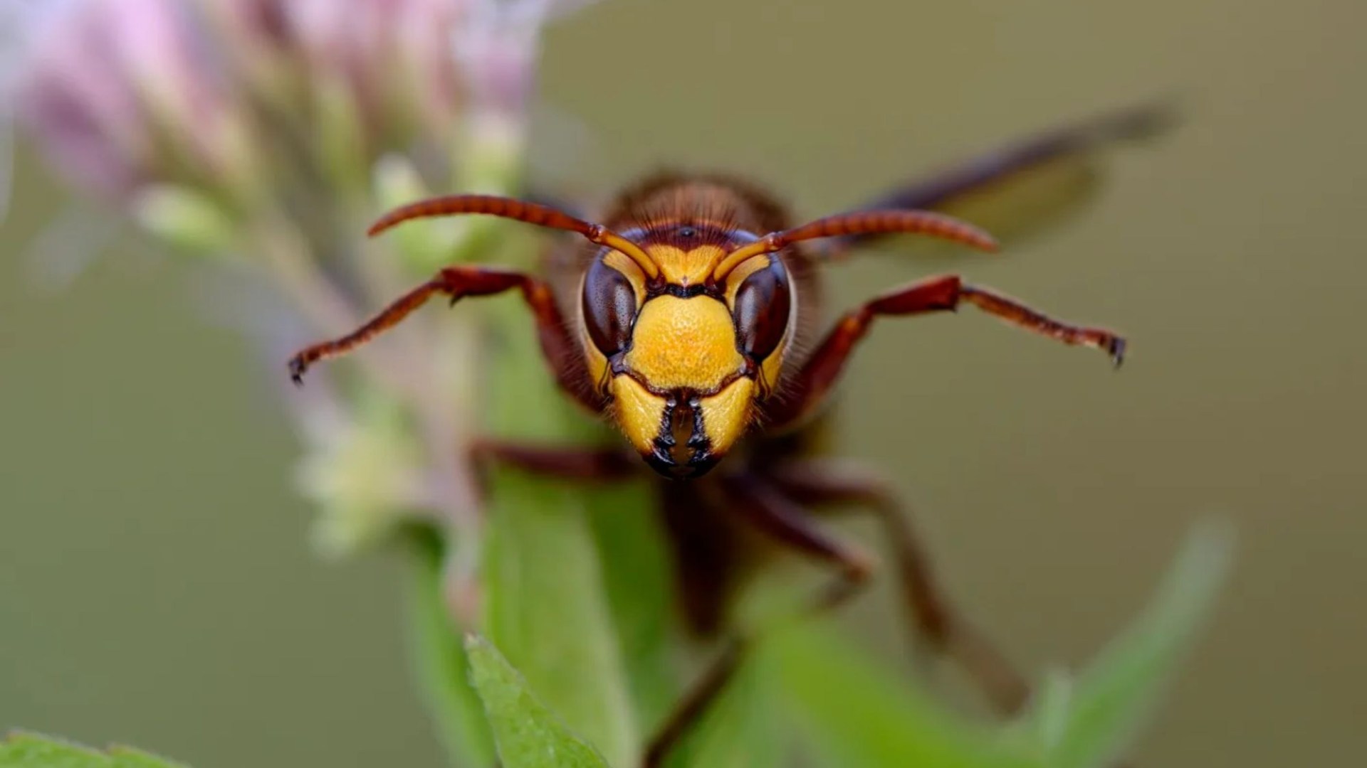 Parkrun scrapped as swarm of HORNETS attack runners with one rushed to hospital