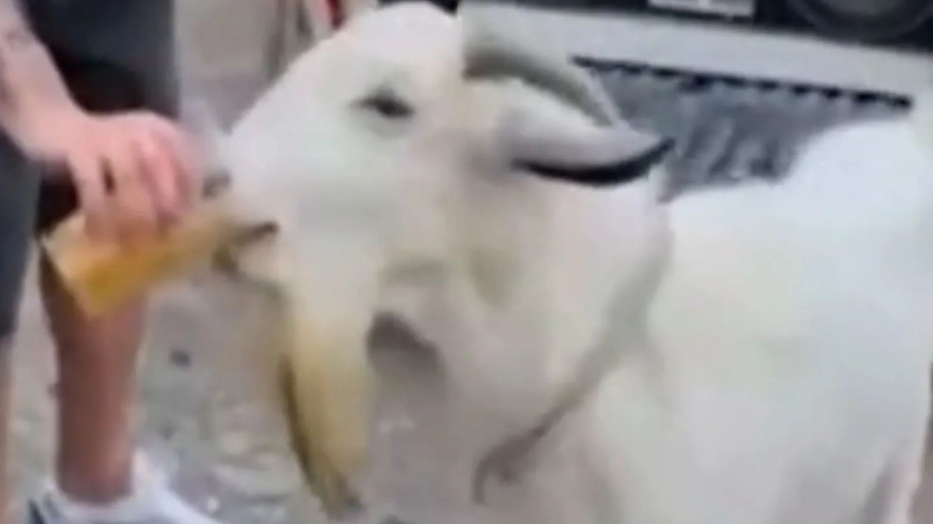 Partygoers feed GOAT beer and cigarettes before slaughtering it for dinner sparking outrage over ‘revolting’ cruelty
