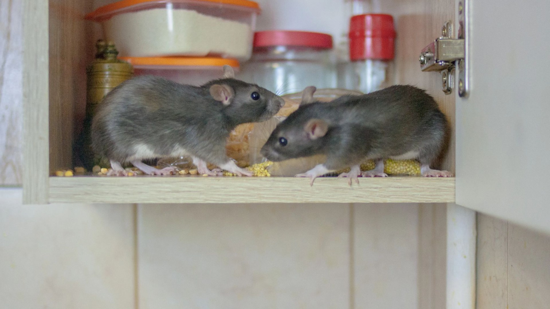 Pest expert reveals 59p Lidl spice that stops rats invading your home and garden as they seek cover in autumn