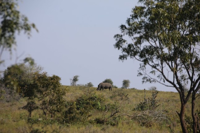 Poacher sneaking up on rhinos ambushed and trampled to death by elephants