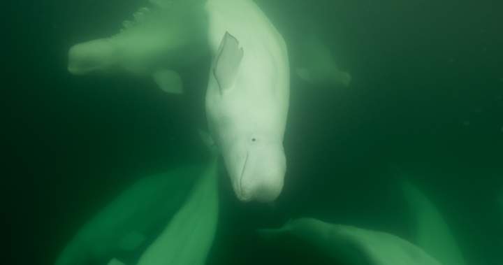 Polar bear, beluga conservation, education in Churchill, Man.
