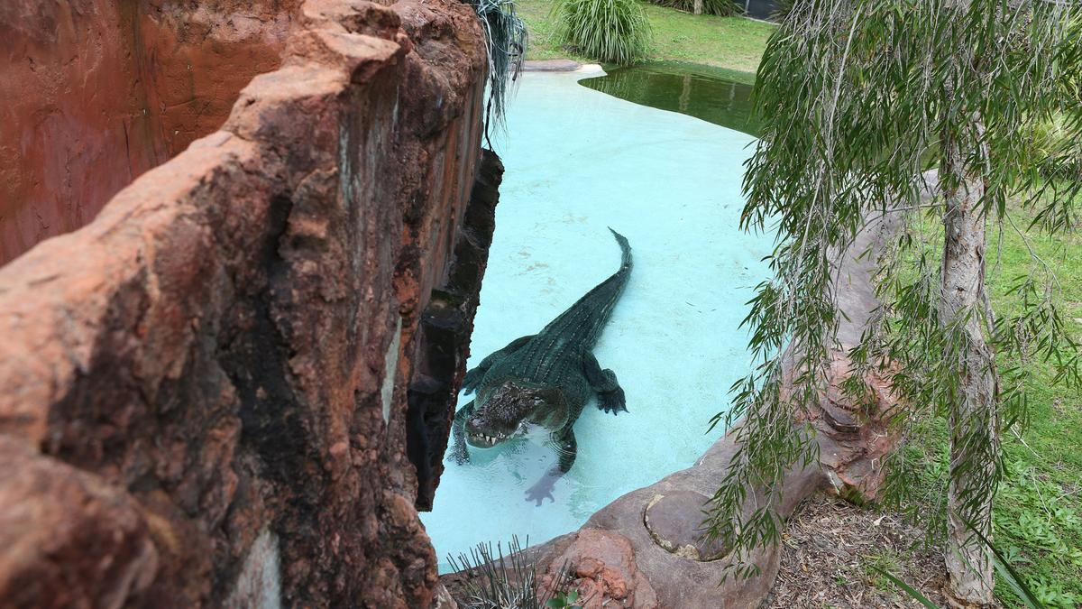 Police charge two teenagers over shocking Perth Zoo crocodile break-in incident