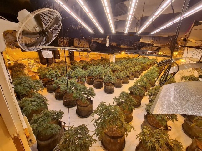 Police discover cannabis grow house hidden in old BHS store