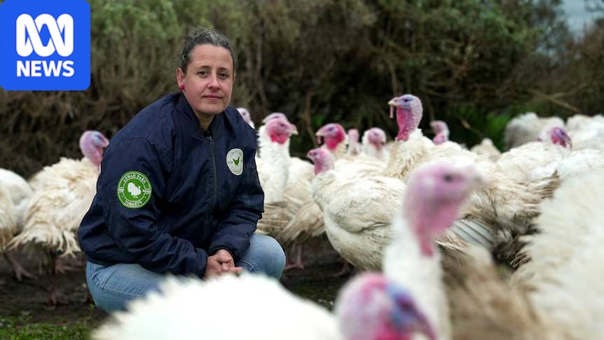 Poultry farmer nervous as Christmas turkeys face bird flu threat