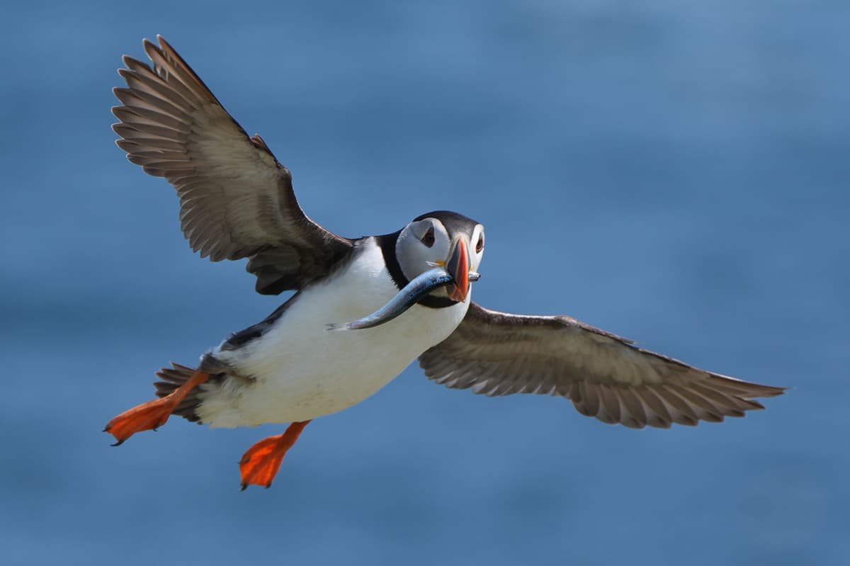 Puffin numbers fall on Scottish island amid climate change concerns