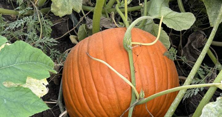 Pumpkin farms ‘at the mercy of Mother Nature’ after extreme weather in Canada