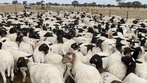 Queensland sheep theft: 5,500 dorper ewes, rams worth $1.7 million stolen from property near Blackall