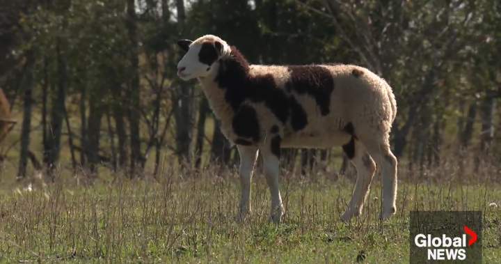 RCMP investigate after one lamb shot, another killed near Wainwright