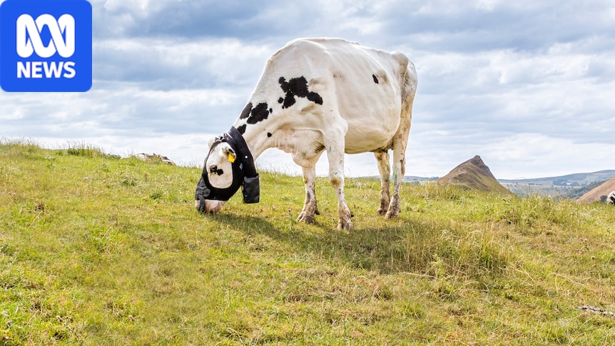 Rubber mask helps to track cattle methane emissions in real time