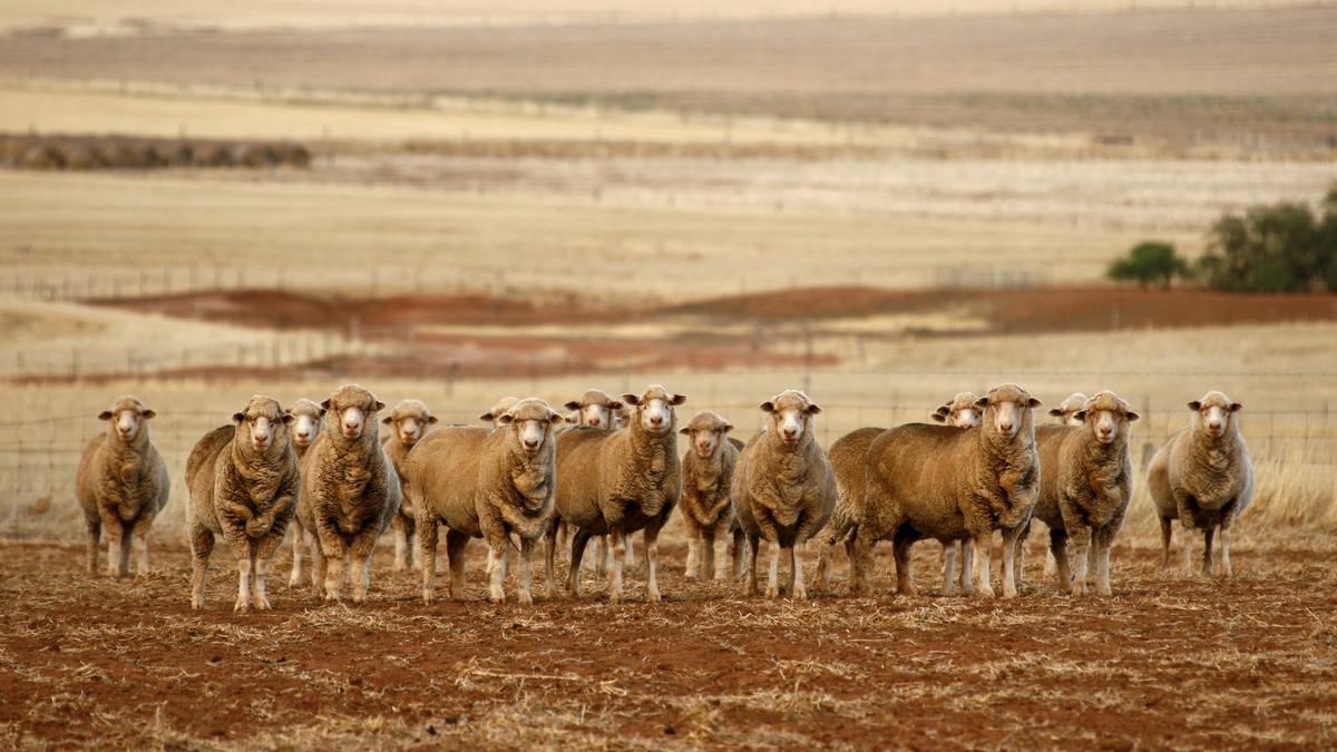 Rural crime team detectives charge man, 63, with stealing 41 Merino sheep from Geraldton district