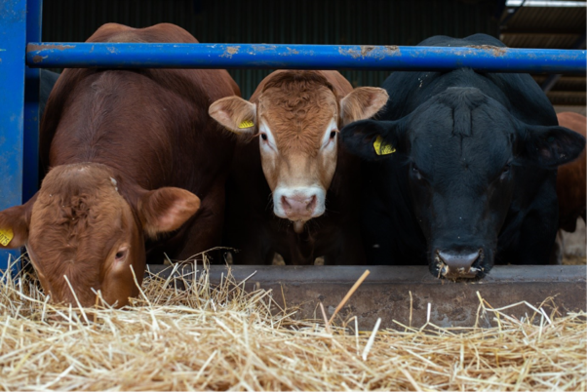 SARA: The hidden cost of beef and lamb finishing