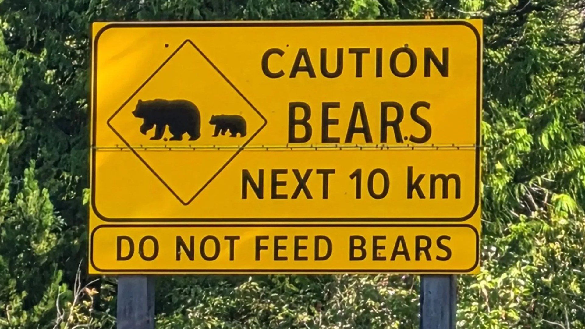 Savage bear attack on hiker forces I’m A Celeb Wild Frontier camp into lockdown hours before Ant and Dec arrive