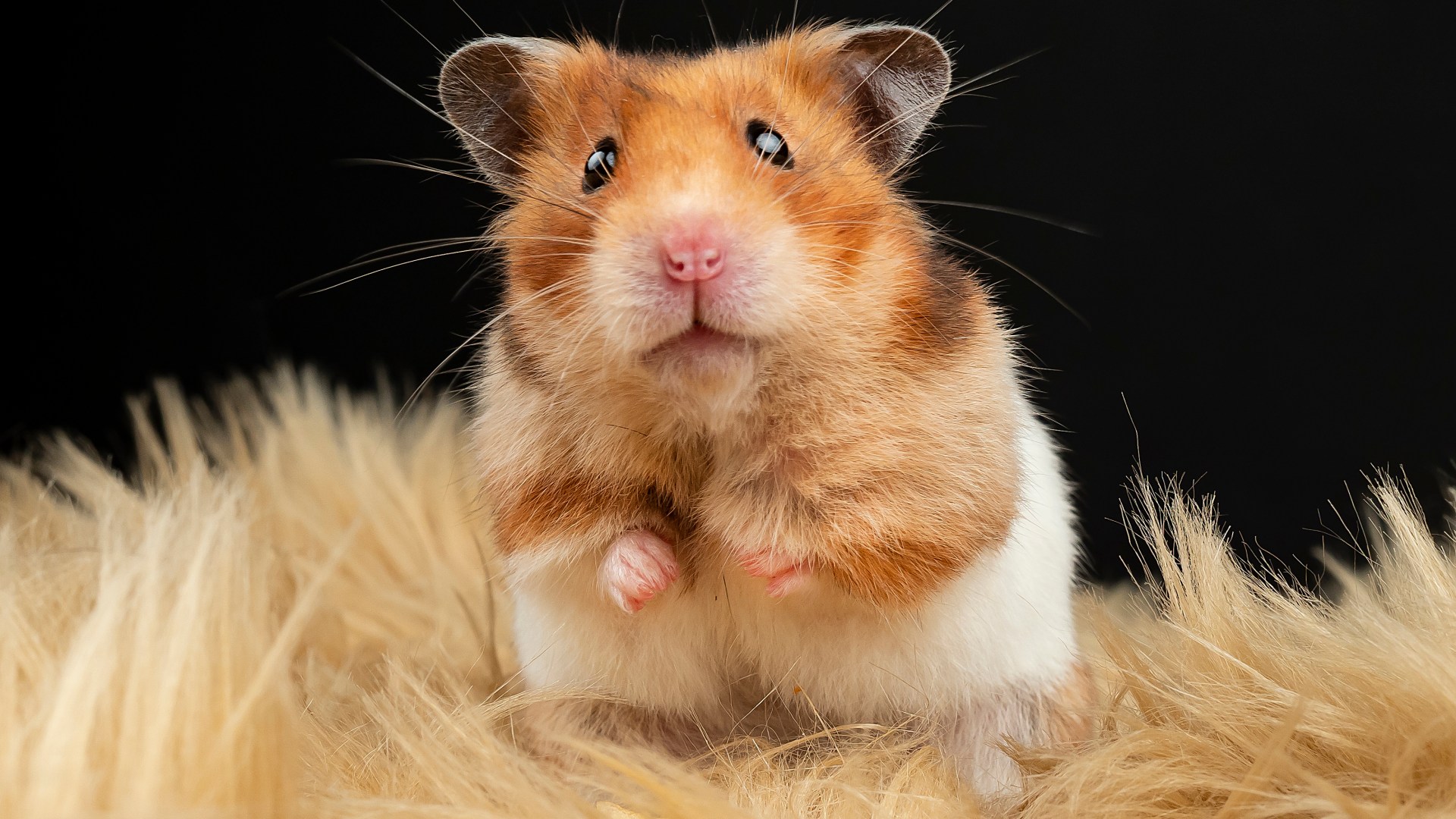 School worker, 36, arrested over ‘hamster massacres’ after ‘stomping’ on 50 animals at ‘love hotels’