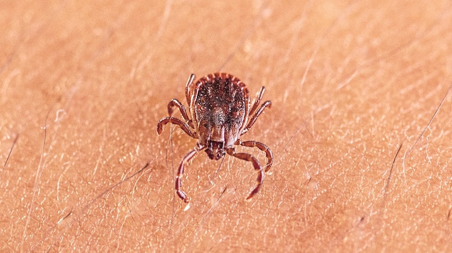 Scientists discover new tick-borne virus after testing thousands of patients with mysterious illnesses