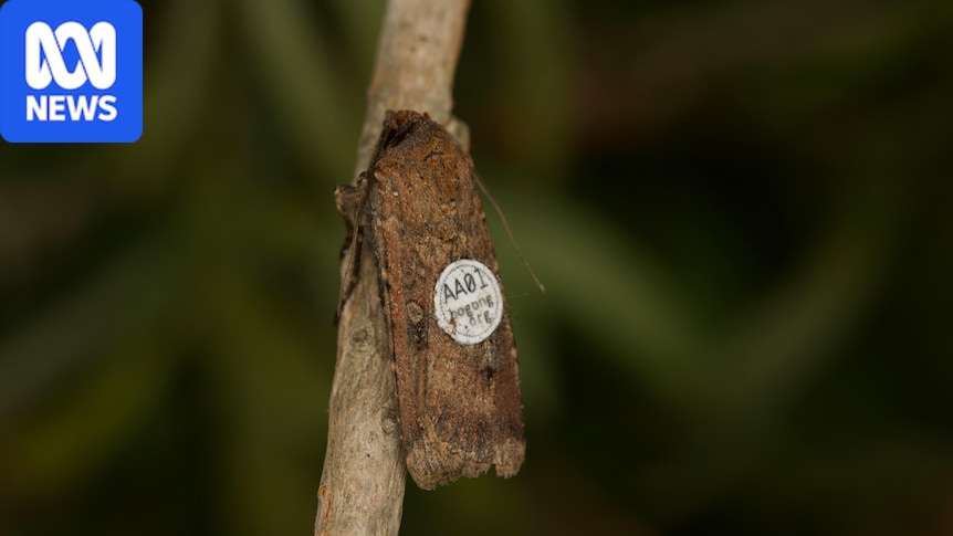 Scientists optimistic despite losing 14,000 tagged bogong moths