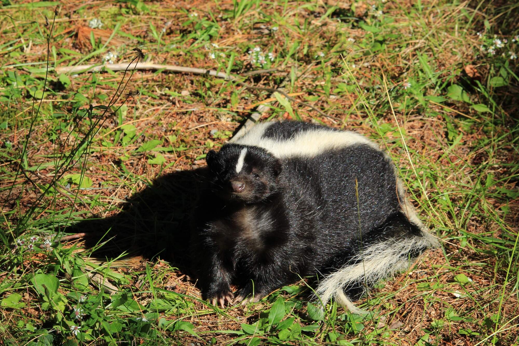 Seven non-native striped skunks captured and euthanised after sightings in Kildare