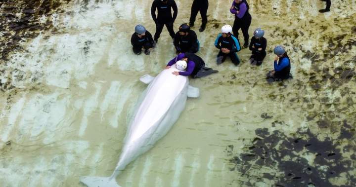 Several belugas from Marineland have health issues, Chicago aquarium says