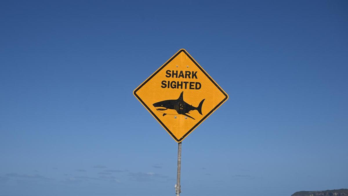 Shark attack leaves man in serious condition