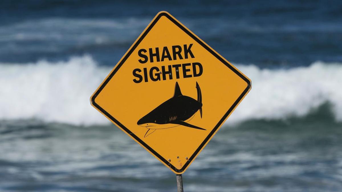 Shark drones make for a safer summer but no guarantees