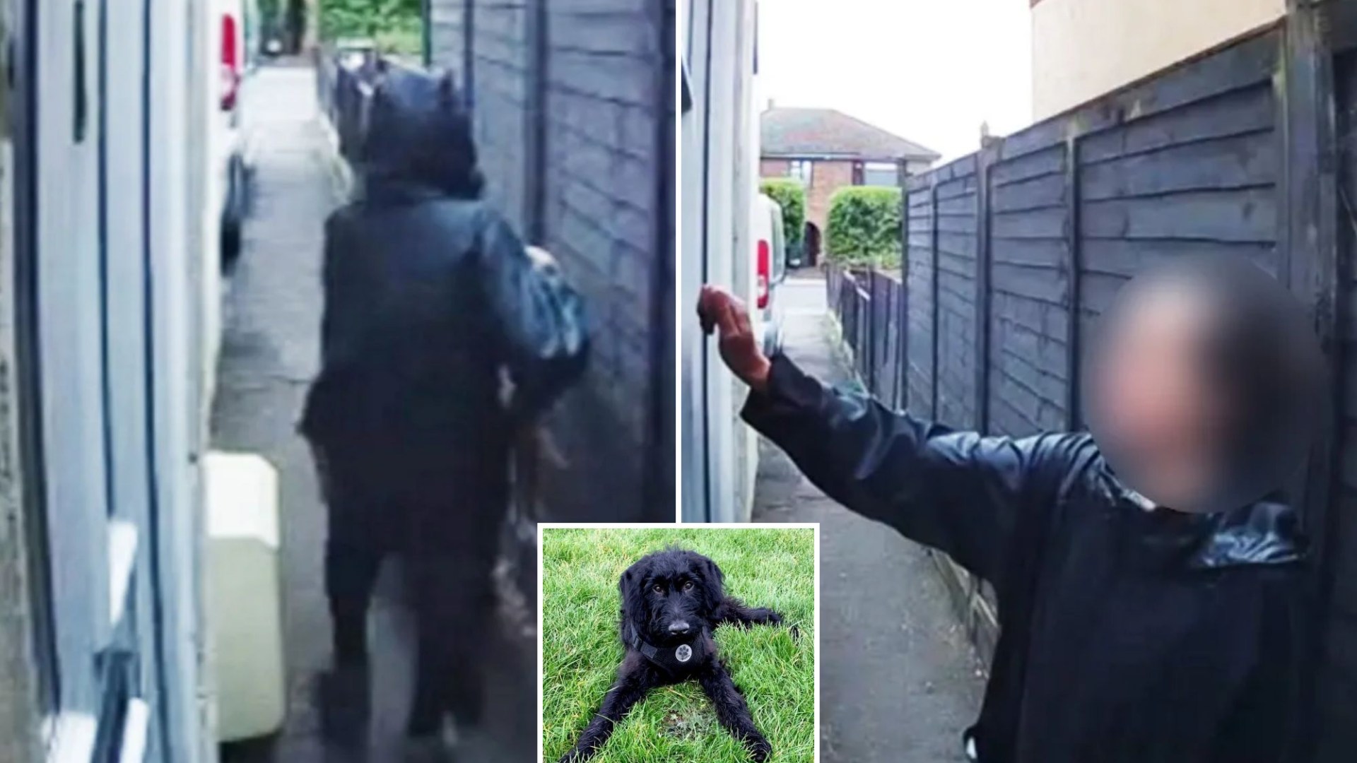 Shock moment family dog is ‘snatched by hooded female thief on Ring doorbell camera’ leaving kids crying to get him back