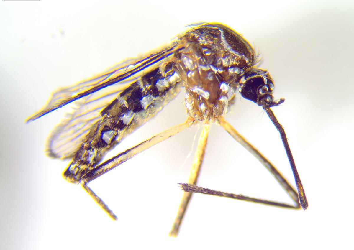 Shock moment 'yellow fever' mosquitoes which can carry killer viruses found in London gardens