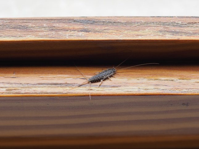 Silverfish are invading UK homes right now — here’s why and how to get rid of them