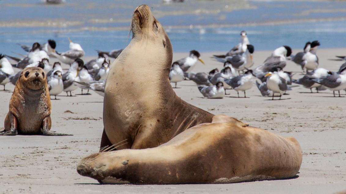 South Australia confirms first case of H5 bird flu in sea lion at Kangaroo Island