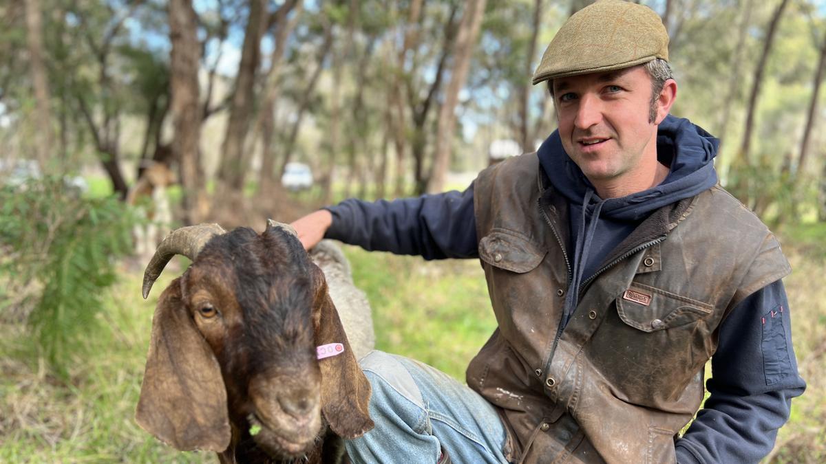 South West winery employs herd of happy goats to help keep weeds in check