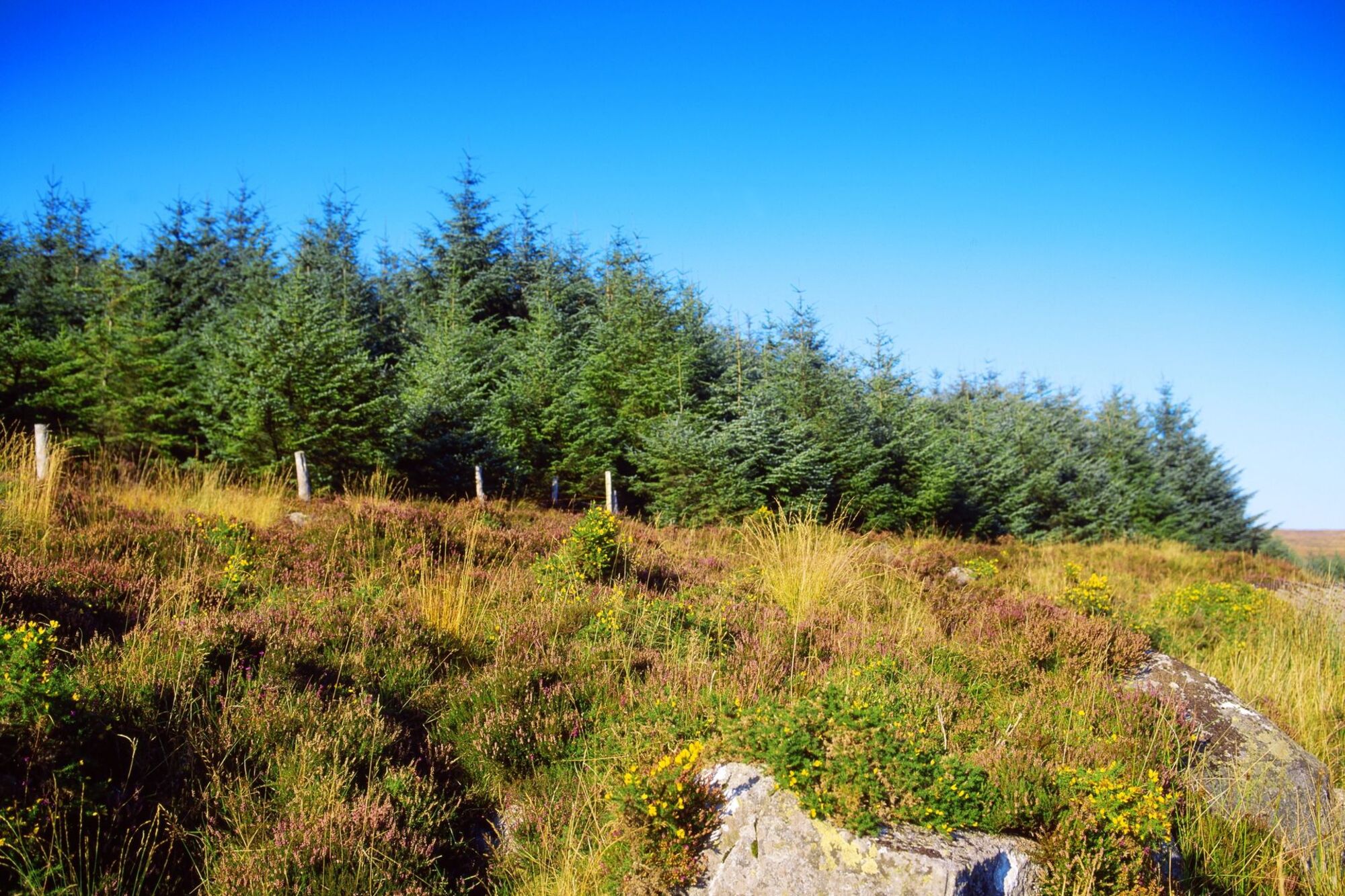 State draws up new invasive species plans for Wicklow as NPWS targets laurel and Sitka spruce