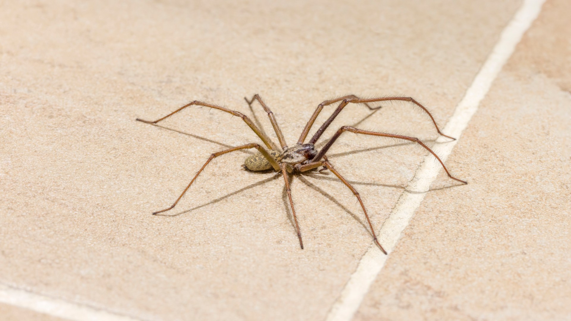 Stop warding off spiders with conkers – £1 Morrisons buy will keep creepy crawlies out of your home this September