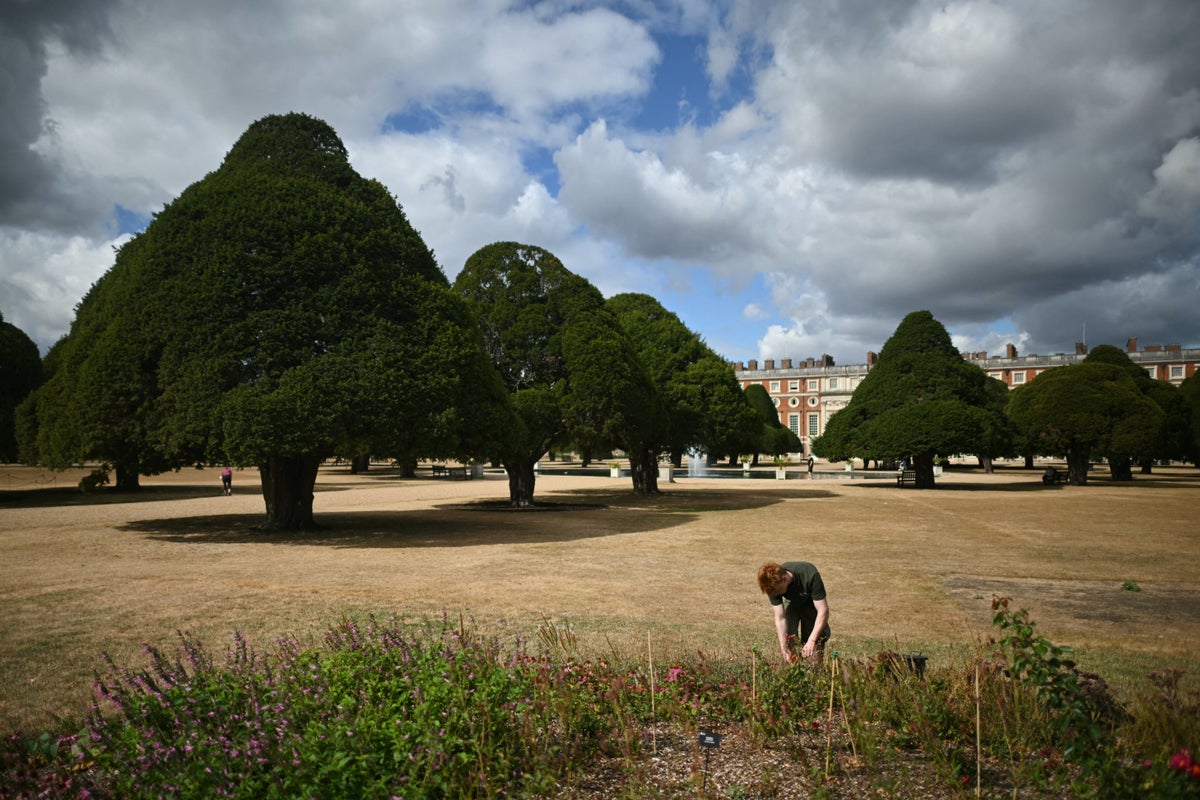 Storms from El Niño could risk trees disappearing from England’s landscape, expert warns